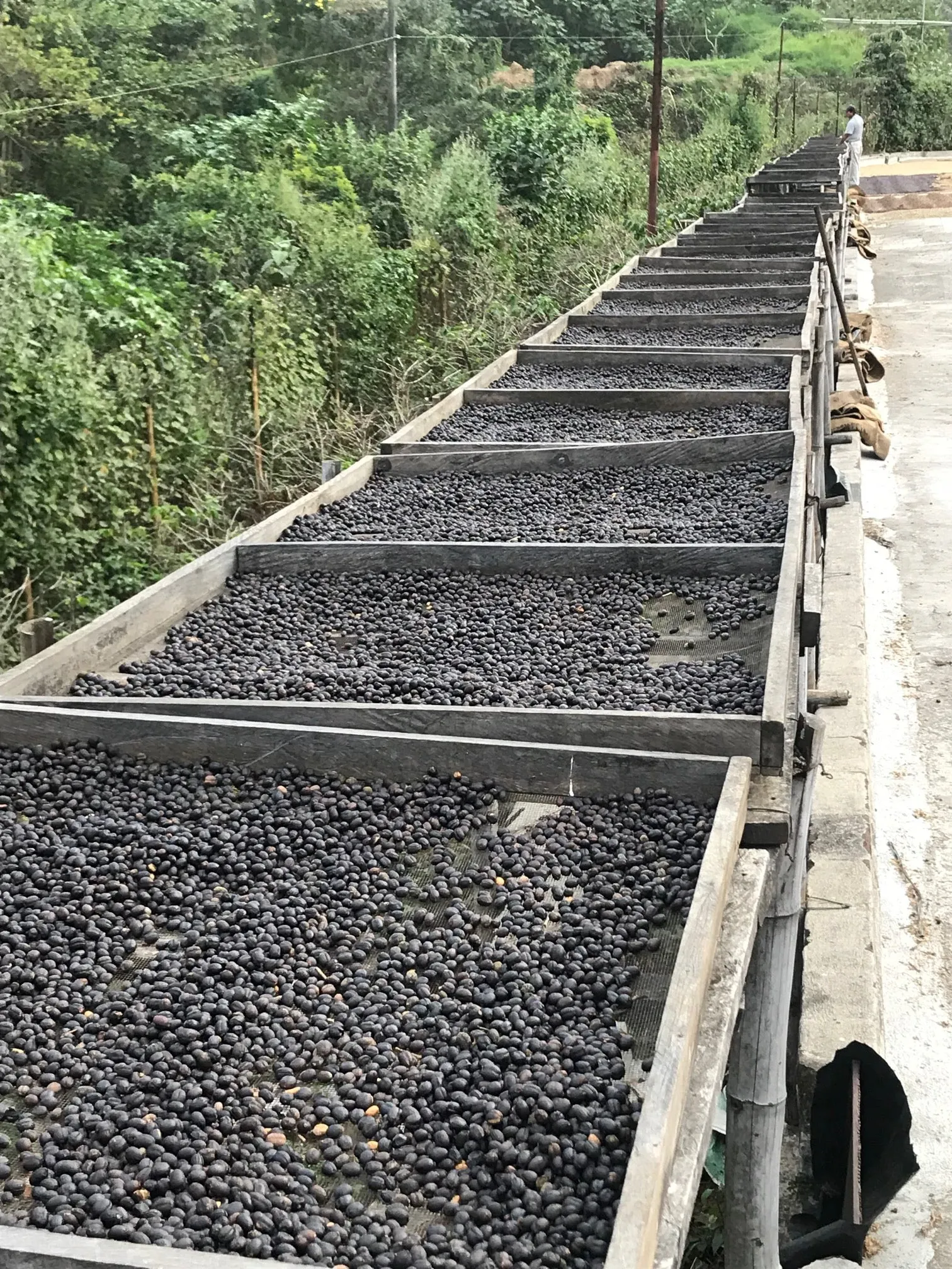 EL SALVADOR FINCA SAN FRANCISCO 1KG