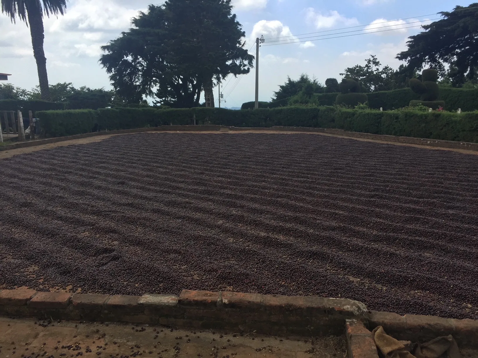 EL SALVADOR FINCA SAN FRANCISCO 1KG