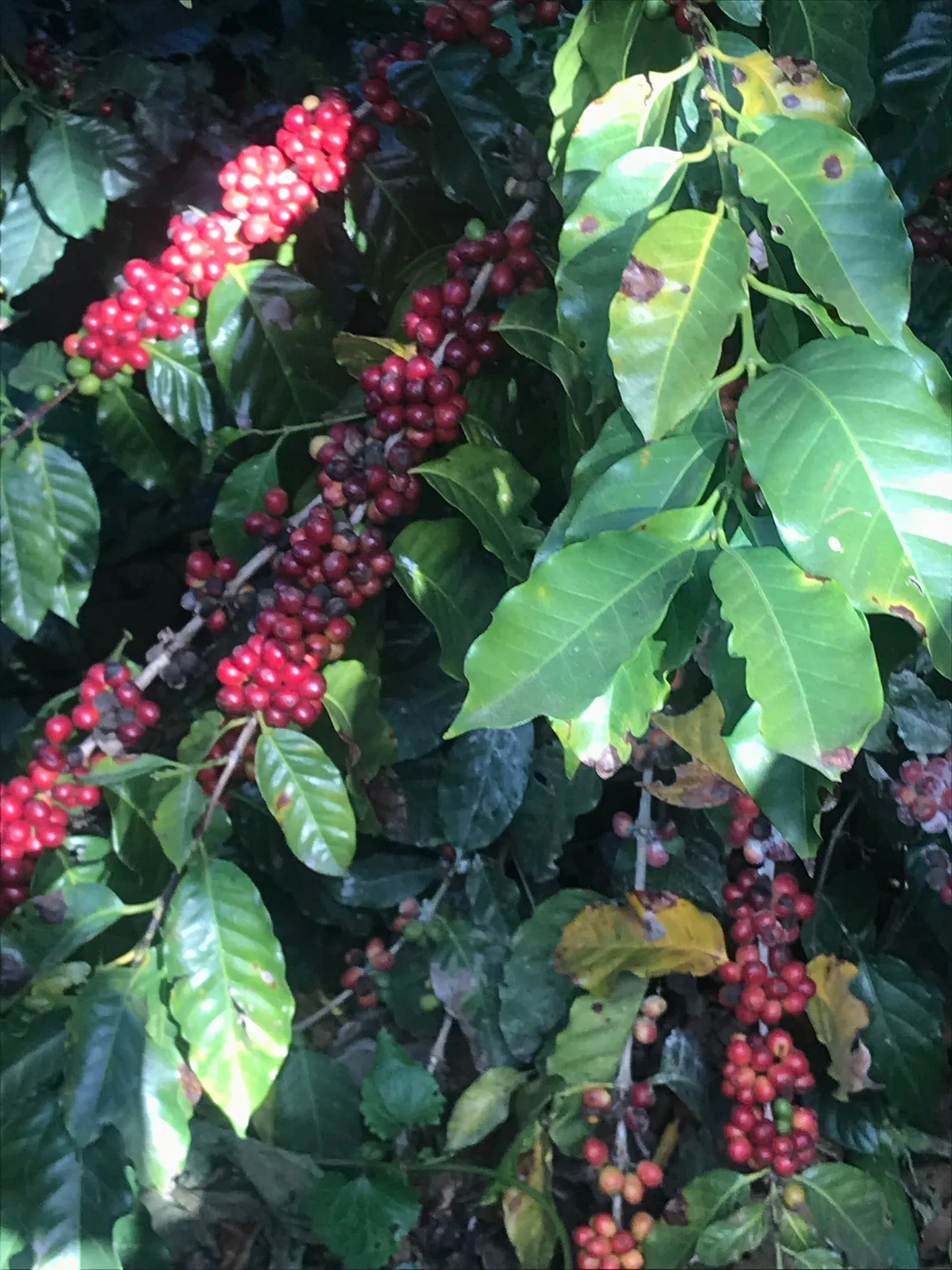EL SALVADOR FINCA SAN FRANCISCO 1KG