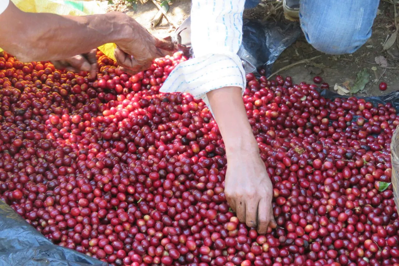 EL SALVADOR FINCA SAN FRANCISCO 1KG