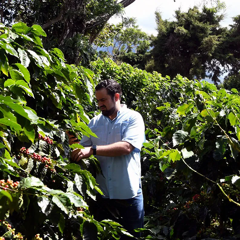 EL SALVADOR FINCA SAN FRANCISCO 1KG