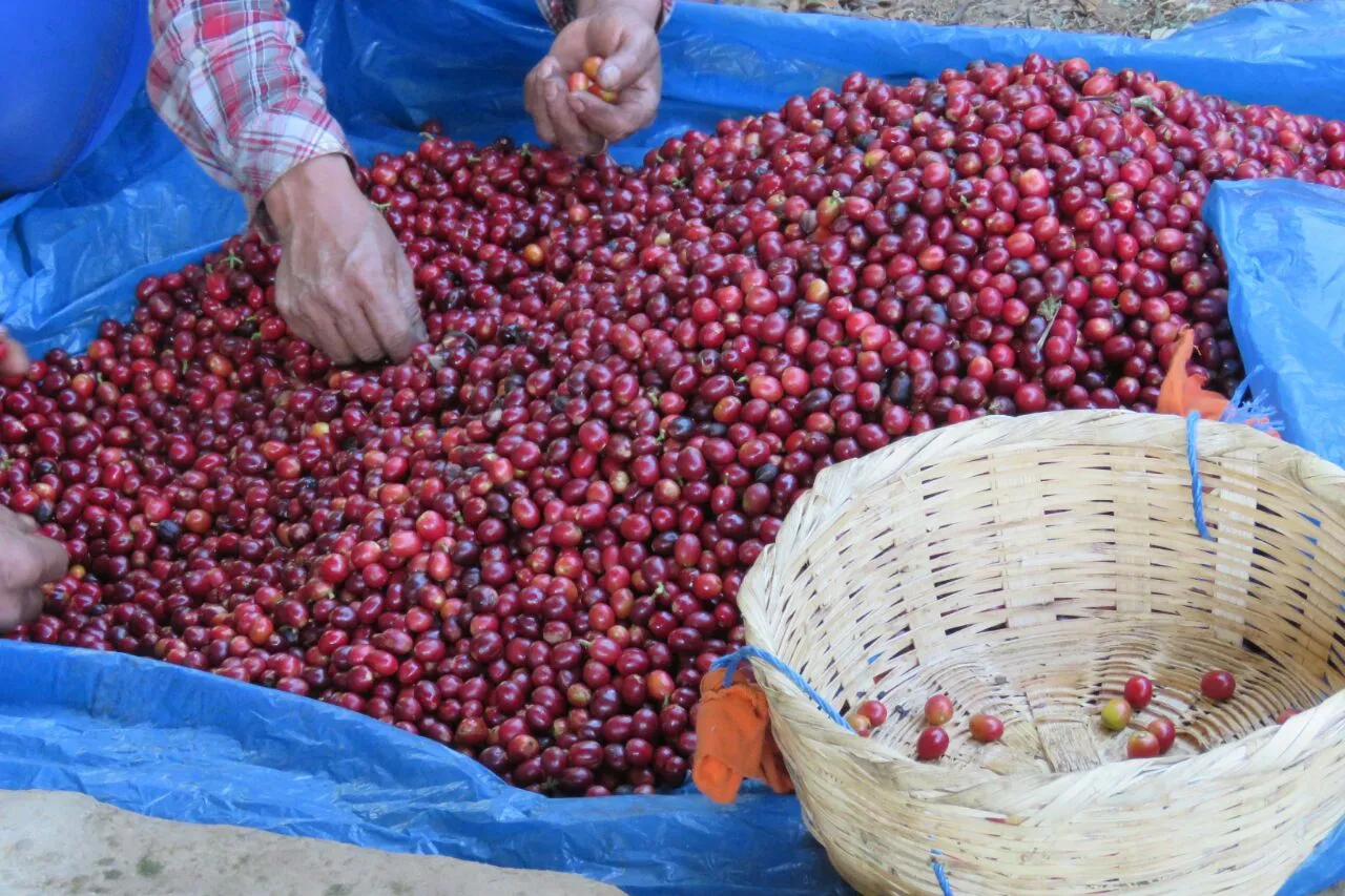 EL SALVADOR FINCA SAN FRANCISCO 1KG